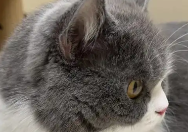 猫咪耳朵流黄色脓怎么治疗