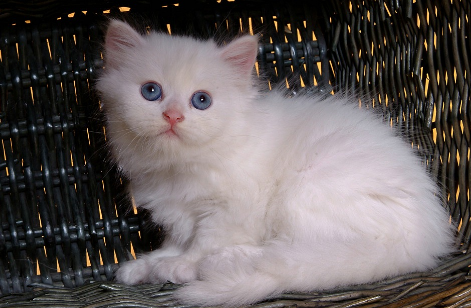 猫咪吐出白色泡沫是怎么回事吃什么药