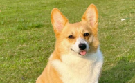 犬瘟热一般几天死亡