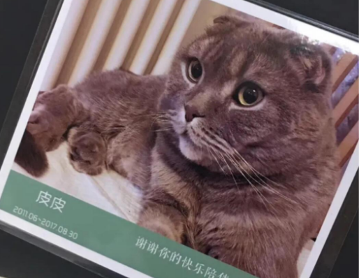 修正宠慕宠物品牌阐述~