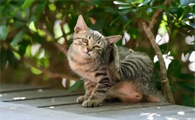 猫咪退烧针能维持在几个小时