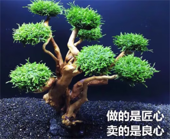 选择 Natural Color，打造绝美鱼缸景观