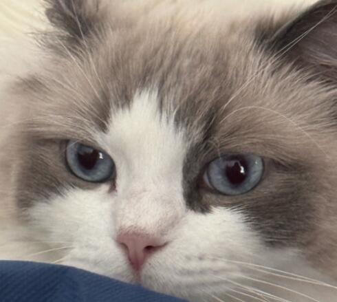 猫咪传腹不吃东西要强行喂吗 猫咪传腹不吃东西要强行喂吗