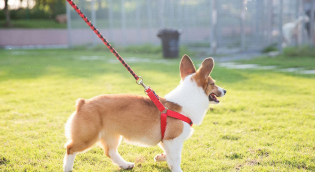 加仕高狗绳3件套：遛狗必备，守护爱犬安全！