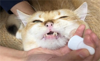猫吃多了会怎样
