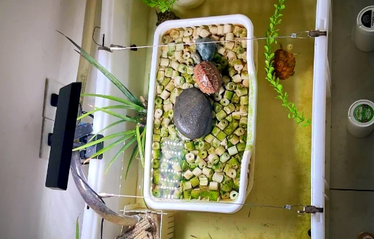 共度乌龟饲养箱用什么植物