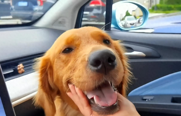 偶遇流浪金毛犬，因一饭之恩追车十几公里