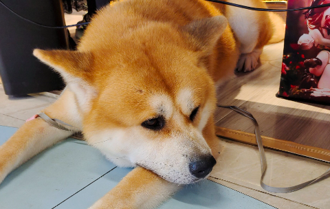 狗狗肾衰会引起哪些并发症