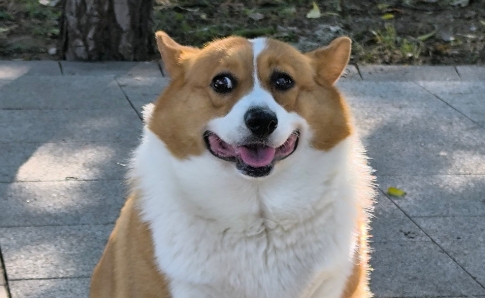 狗狗肾衰竭恢复期什么症状