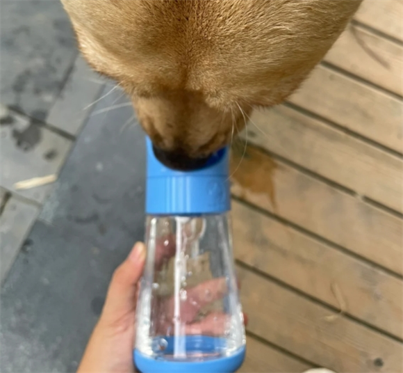 玩尾宠物水杯:宠物的贴心饮水伴侣 玩尾宠物水杯:宠物的贴心饮水伴侣