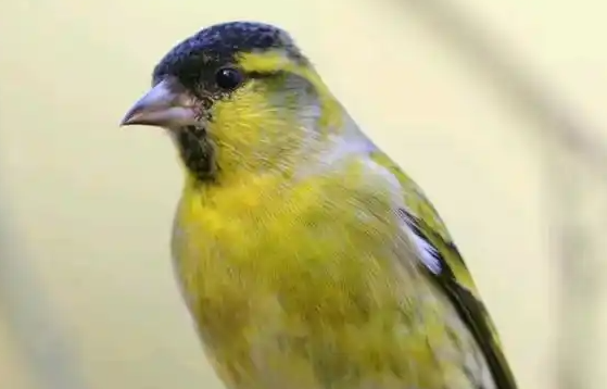 黄雀打得过螳螂吗