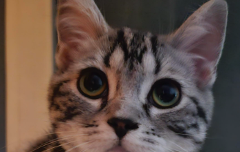 猫有水无粮可以坚持几天