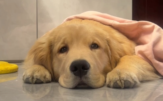 犬心保：狗狗健康的忠诚卫士
