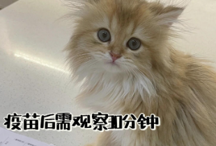 打猫三联前没有驱虫怎么办 打猫三联前没有驱虫怎么办