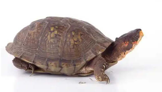 乌龟脱肛会自己回去吗
