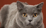 猫一年相当于人类几岁