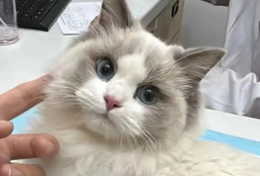 猫拉绿色的稀屎但是很活泼