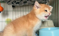 猫咪退烧针一般打几天有效果