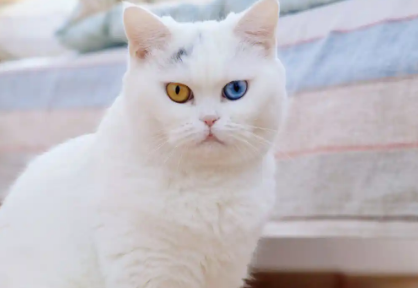 绝育公猫突然尿频每次只尿一点 绝育公猫突然尿频每次只尿一点