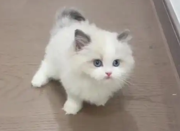 猫咪吃绿萝会流口水吗
