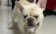 法斗腿无缘无故的瘸了还发抖