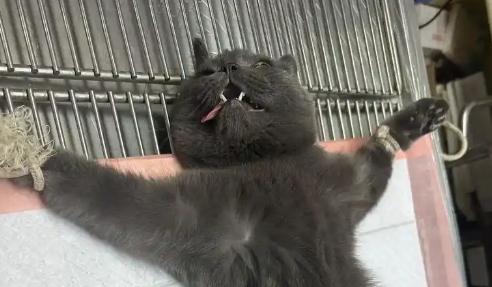 母蓝猫绝育后几天能恢复 母蓝猫绝育后几天能恢复