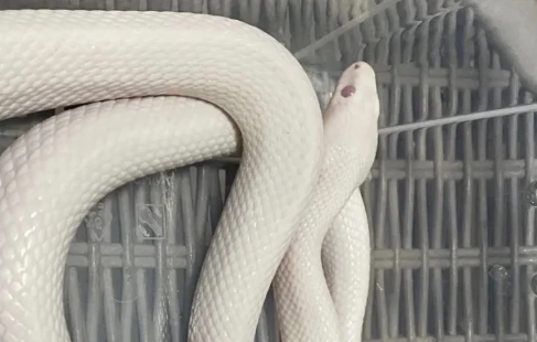 宠物蛇“出逃”误闯修车铺,消防员紧急抓捕 宠物蛇“出逃”误闯修车铺,消防员紧急抓捕