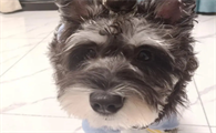 狗狗犬瘟热后遗症抽搐叫唤能恢复吗