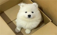 狗狗划破肠子症状表现