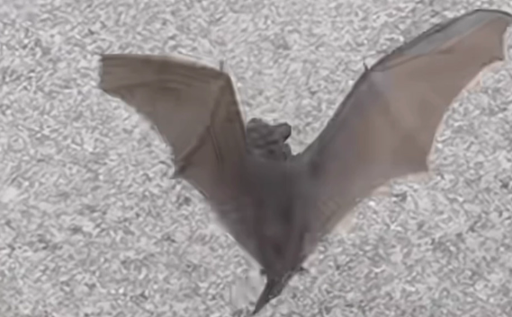 蝙蝠进家是福还是祸 蝙蝠进家是福还是祸