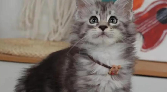 猫传腹吃什么吐什么
