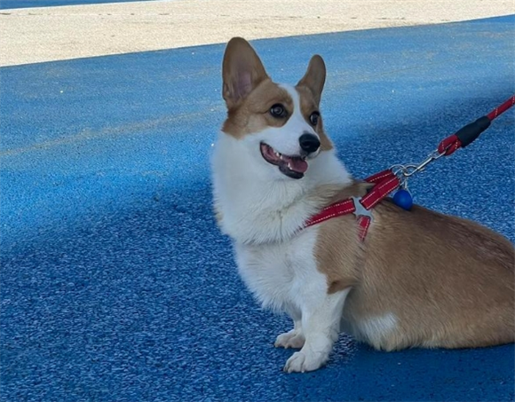 柯基幼犬饿了的表现