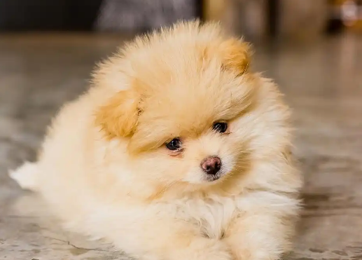 博美几个月以后生长速度就会变慢