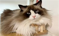 猫咪每天夜里叫个不停