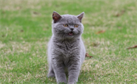 母蓝猫啥时候做绝育