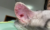 猫咪耳朵流脓的解决方法