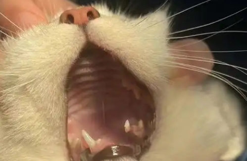猫咪吞针几天会死 猫咪吞针几天会死