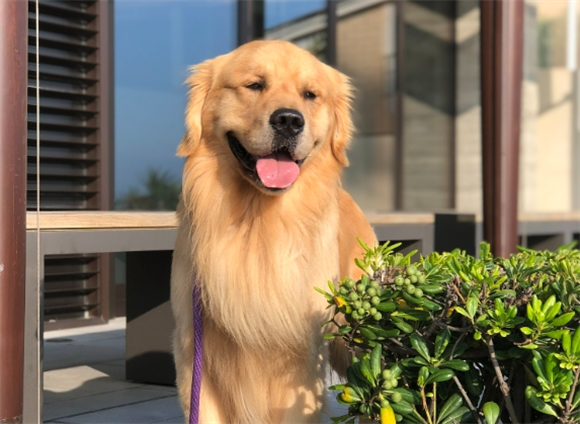 金毛预产期一直喘气 金毛预产期一直喘气