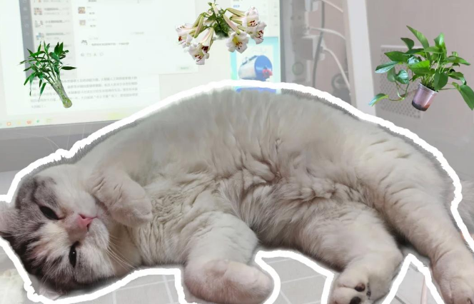猫咪吃了绿萝怎么解毒