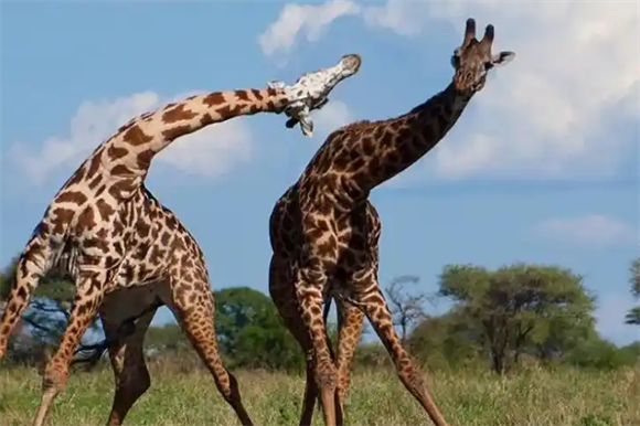 长颈鹿有鼻子吗 长颈鹿有鼻子吗