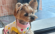 犬瘟热幼犬能活多久
