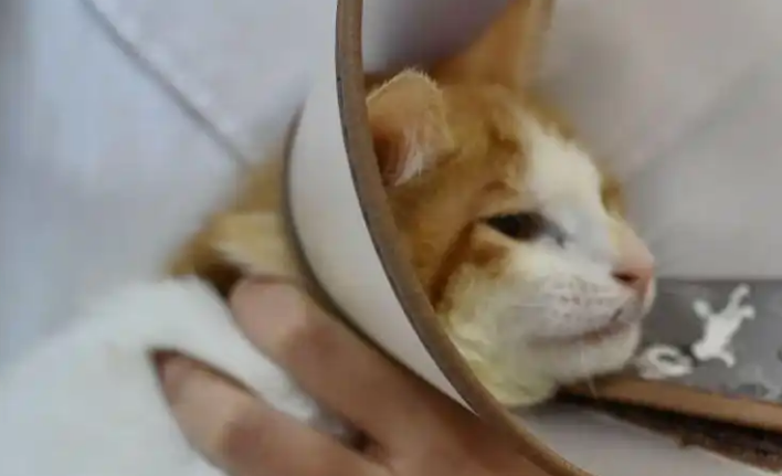 布偶母猫什么时候绝育好