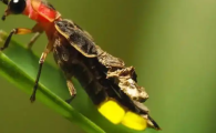 萤火虫好吃吗