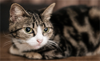 猫突然吭哧吭哧的咳嗽干呕怎么办