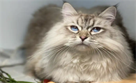 猫咪一岁算成年猫吗