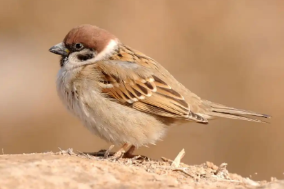 麻雀窝一般在哪里 麻雀窝一般在哪里