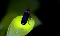 萤火虫生活特征