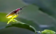 哪里可以买萤火虫