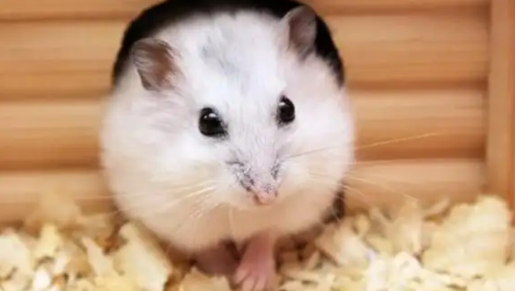 仓鼠吃什么食物 仓鼠吃什么食物