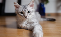 小猫多大需要辅助排便